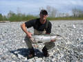 Highlight for Album: Steelhead 06