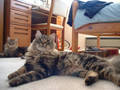 Highlight for Album: Zeena and Peanut