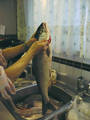 Pegleg Sockeye