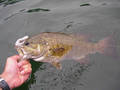 Tube Muncher