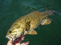 Smallmouth