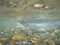 dead underwater