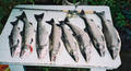 Coho Slaughter