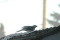 DSC 0322a