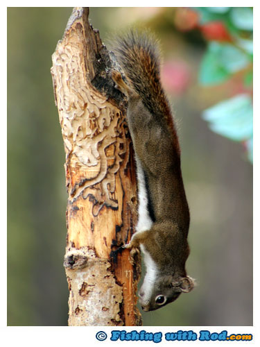 Red squirrel at Lac Le Jeune