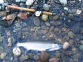 coho 06