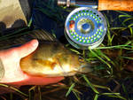 Highlight for Album: British Columbia Sportfishing Business Albums