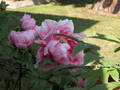 Peony