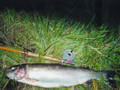 6 pound rainbow trout the next morning