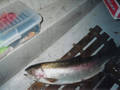 6 pound plus trout right after landing