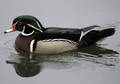 Wood Duck