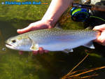 Highlight for Album: Fish Species Identification Picture Guide