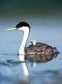Western Grebe with chick