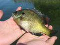Clear Lake bluegills