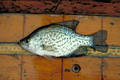 black Crappie