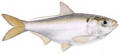 Threadfin Shad