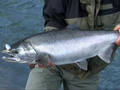 coho3