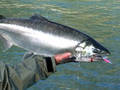 coho4