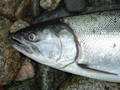 Cap Coho closeup