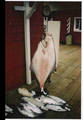 Biggest halibut at 105 lbs caught on a salmon mooching outfish and cutplug herring
