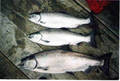 A day off work in Rivers Inlet - 14 lbs coho x 2, 27 lbs spring