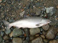 Stave River Jack Spring 10/18/05