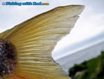 Yellow tail