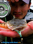 A greedy bottom feeder