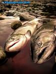 A pair of fall salmon