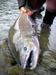 Tailed! A white chinook salmon loses a battle once turned on its side in the shallow water