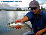 A large coastal cutthroat trout grabs a spoon in the Tidal Fraser River