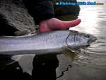 A fall bull trout in the Tidal Fraser River can be silver and well fed