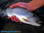 Coastal cutthroat trout