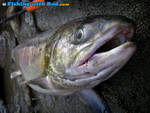 Catch of the day