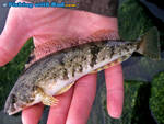 Whitespotted greenling