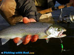 Coastal cutthroat trout