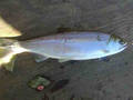 Stave River Jack Coho (Oct 2007)