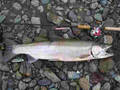 First ever Steelhead !! (Vedder River Feb. 26th. 07)