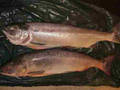 the two sockeyes that i caught at seabird island on August 28th. 2006