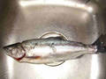 Jack Coho (Peach Rd.)