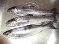 Two rainbows and a Kokanee from Lafarge lake