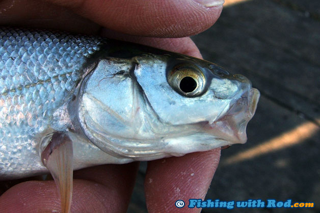 Species such as peamouth chub has a small mouth, therefore a small hook is best Species such as peamouth chub has a small mouth, therefore a small hook is best