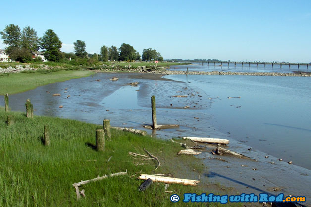 These wooden pilings, which are fantastic structures for fish, are underwater during high tides These wooden pilings, which are fantastic structures for fish, are underwater during high tides