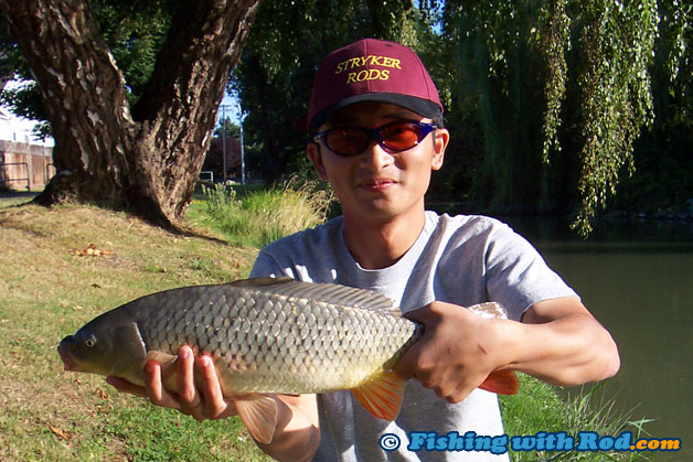 Common carp from Ladner BC Common carp from Ladner BC