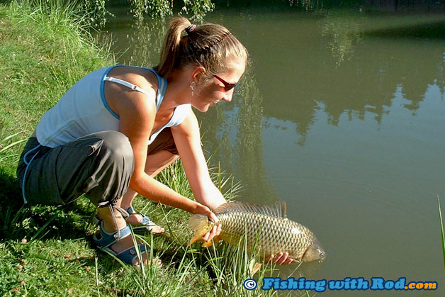 A beautiful common carp being released after a lengthy fight A beautiful common carp being released after a lengthy fight