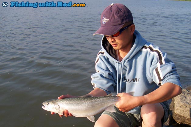 Fresh pink salmon such as this are common during their peak run time in the Tidal Fraser River Fresh pink salmon such as this are common during their peak run time in the Tidal Fraser River