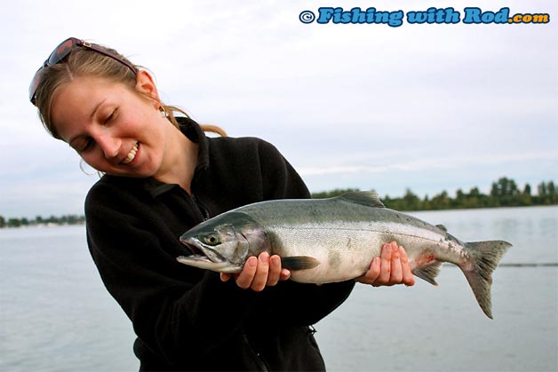 Fresh pink salmon such as this are common during their peak run time in the Tidal Fraser River