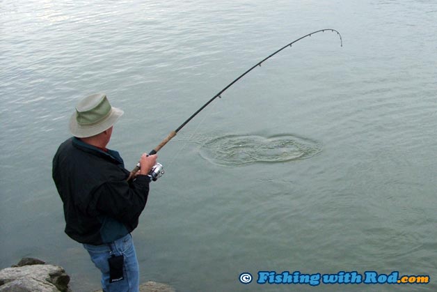 A 8' moderate spinning rod is ideal for pink salmon A 8' moderate spinning rod is ideal for pink salmon