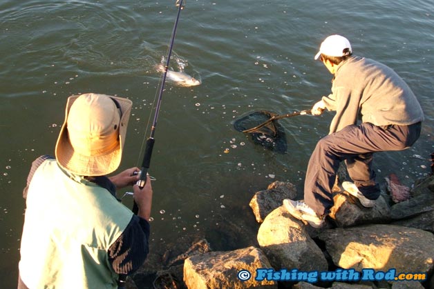 Landing a pink salmon can be done easily with a proper landing net Landing a pink salmon can be done easily with a proper landing net
