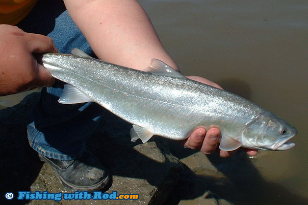 Fraser river bull trout in spring Fraser river bull trout in spring